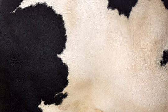 Cow skin texture background, bull leather with fur background closeup, cow hide pattern, The texture is dense and rich, displaying a natural pattern, cow skin hairy texture bull fur animal skin textur