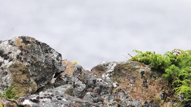 Small weasel jumping around rocks in Lofoten, Norway