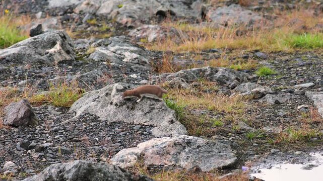 Small weasel jumping around rocks in Lofoten, Norway