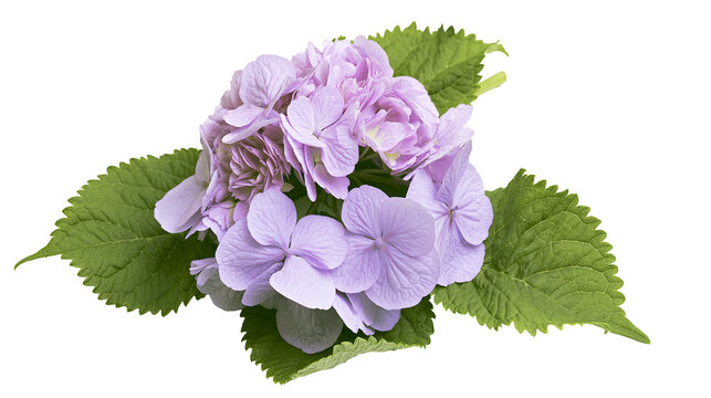 Delicate light purple hydrangea flower cluster with green serrated leaves, isolated on transparent background