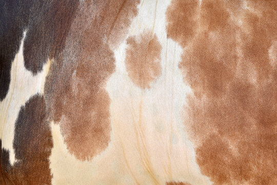 Cow skin texture background, bull leather with fur background closeup, cow hide pattern, The texture is dense and rich, displaying a natural pattern, cow skin hairy texture bull fur animal skin textur