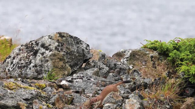 Small weasel jumping around rocks in Lofoten, Norway