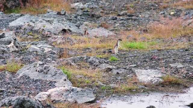 Small weasel jumping around rocks in Lofoten, Norway