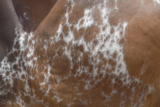 Cow skin texture background, bull leather with fur background closeup, cow hide pattern, The texture is dense and rich, displaying a natural pattern, cow skin hairy texture bull fur animal skin textur