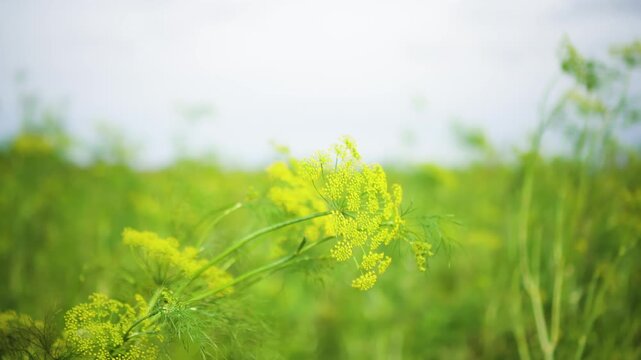 Close-up of a vibrant dill plant with delicate umbels blooming and swaying gently against a cloudy sky. This organic culinary herb captures fresh natural growth in a sunny garden setting.