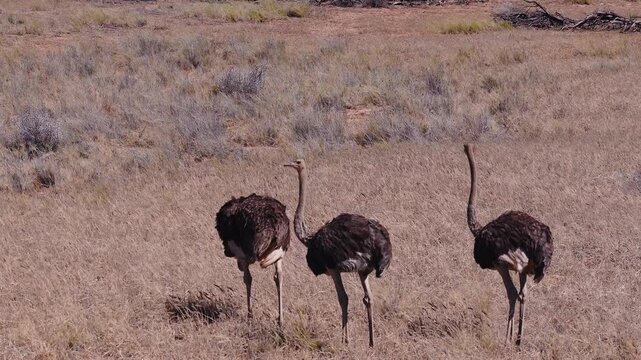 Aerial view shows three common ostriches walking across dry grassy scrubland in Namibia Etosha National Park, moving away from the camera in warm daylight with a steady high angle