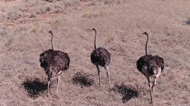 Aerial drone tracks three common ostriches in Namibia, walking single file across pale dry grassland with low shrubs, upright necks and ruffled plumage.