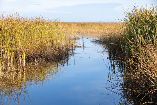Golden marsh reeds frame a narrow calm water channel reflecting pale blue sky, suggesting peaceful coastal wetlands, autumn transition and quiet natural habitat for birds and wildlife
