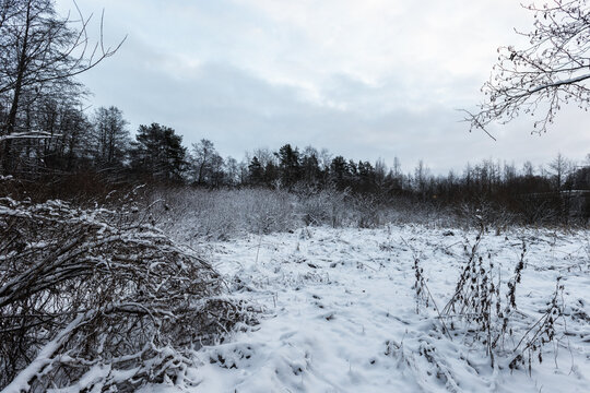 A snow-covered field stretches toward a line of leafless trees beneath an overcast winter sky, conveying cold, quiet and solitude in a rural natural landscape with frosted bushes and muted light
