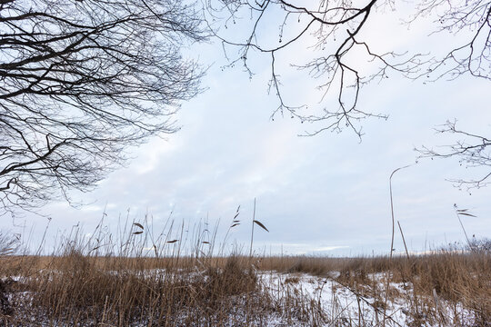 A quiet winter marsh with tall brown reeds dusted in snow, bare tree branches framing an overcast sky and a muted, peaceful landscape evoking solitude and cold seasonal calm