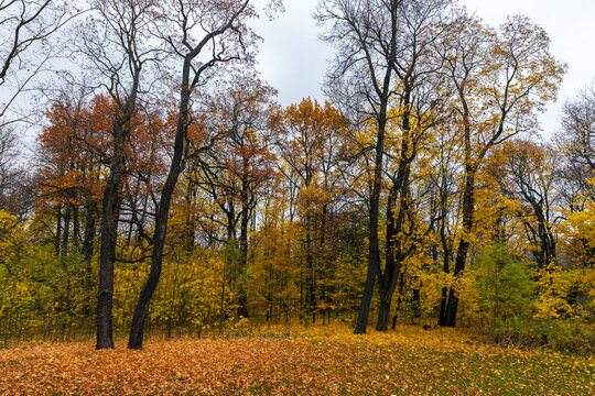 A quiet autumn forest scene with tall deciduous trees and golden fallen leaves carpeting the ground beneath an overcast sky, evoking peaceful, melancholic and seasonal moods for nature or landscapes