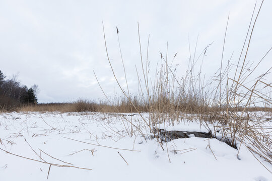 A quiet winter marsh covered in snow with tall dry reeds and frosted grasses rising above the frozen ground, conveying calm solitude, cold weather and minimal natural wetland scenery