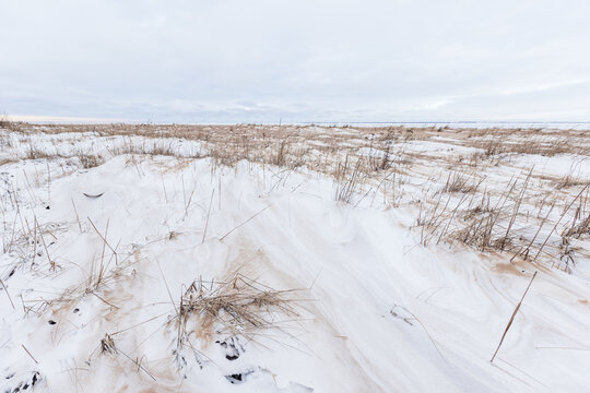 Expansive coastal landscape showing windblown snow over sandy dunes and tufts of dry beach grass beneath a pale, overcast sky. Calm minimalist winter scene conveying cold, solitude and natural texture