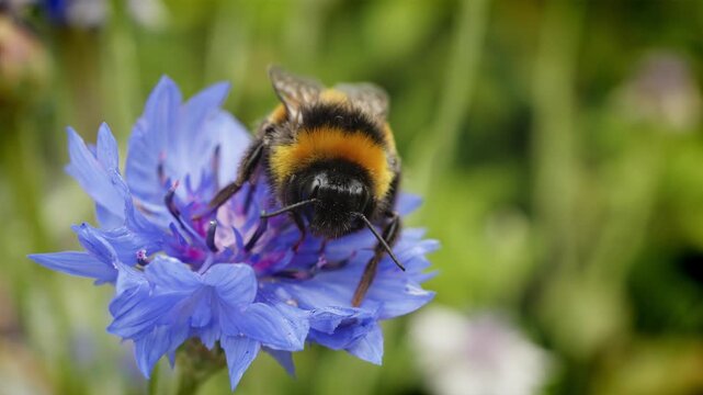 Bumble bee collecting nectar and pollen on cornflower macro close up stock footage
