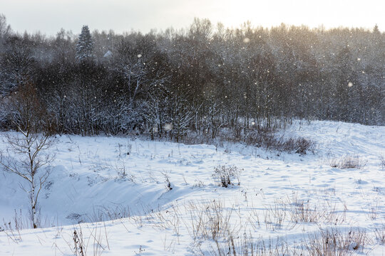 A serene snowy winter field with gentle snowfall in front of a birch forest, soft morning sunlight and overcast sky creating a quiet, cold atmosphere. Undulating drifts and bare branches