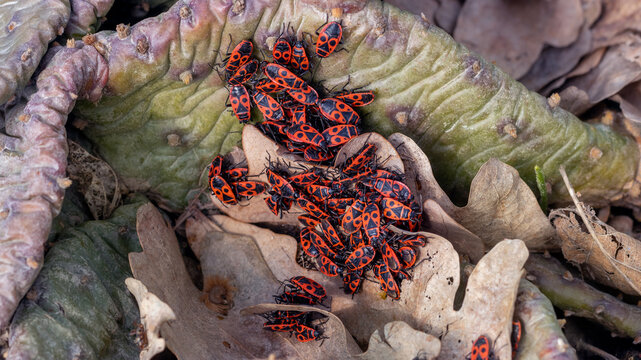 Cluster of firebugs on dry weathered leaf. Group of Pyrrhocoris apterus insects on forest floor. Macro wildlife observation in spring. Nature biology and entomology study concept.