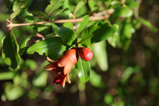 Pomegranate.
