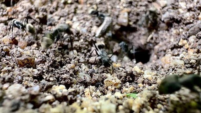 Macro close-up of Asian weaver ants (Oecophylla smaragdina) foraging across the forest floor, showcasing natural teamwork, insect behavior, and the rich biodiversity of a tropical woodland habitat.