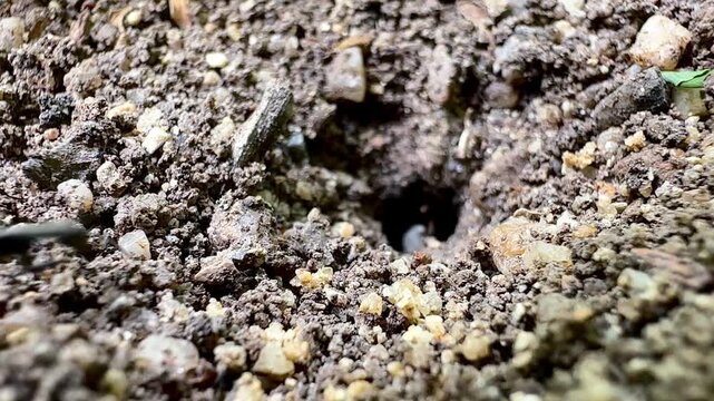 Macro close-up of Asian weaver ants (Oecophylla smaragdina) foraging across the forest floor, showcasing natural teamwork, insect behavior, and the rich biodiversity of a tropical woodland habitat.