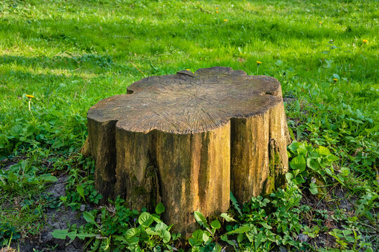 A large, old tree stump surrounded by low grass. The stump has a smooth surface and a clean cut. The problem of deforestation