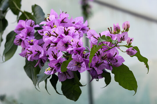 Beautiful vivid purple bougainvillea blossoms.