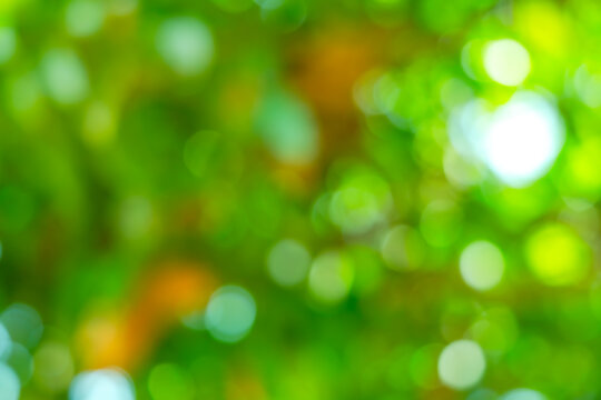 green blurred backdrop of nature, circle light wallpaper, white bokeh background