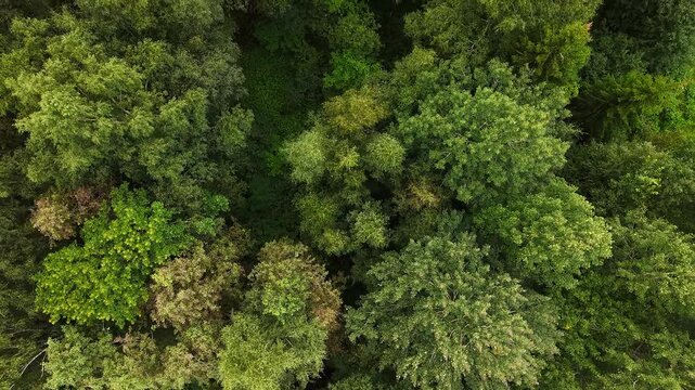 Flying above a dense and diverse deciduous forest canopy in strong wind in Europe Finland