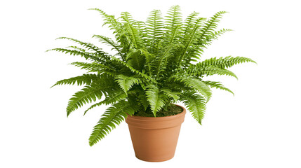 Lush green fern plant in a terracotta pot, isolated on transparent background © Finn