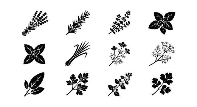 Herbal Spices Collection, Culinary Herbs Vector Icons, Aromatic Plant Sprigs Set