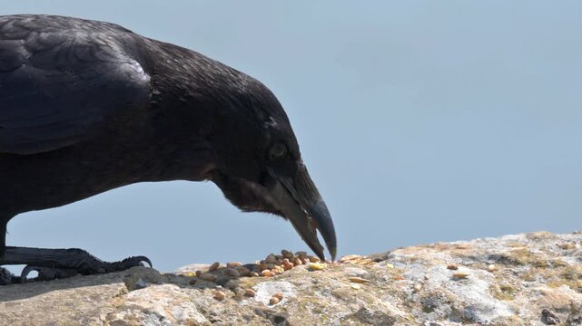 Carrion Crow (Corvus corone) collecting seeds in its beak but not eating them. July, Kent, UK [Slow motion x5]