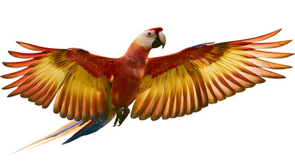 Scarlet macaw parrot with vibrant red yellow and blue wings in flight, isolated on transparent background © Finn