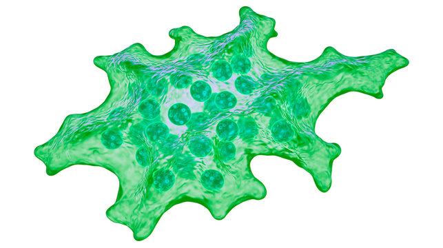 Green amoeba with internal vacuoles, isolated on transparent background