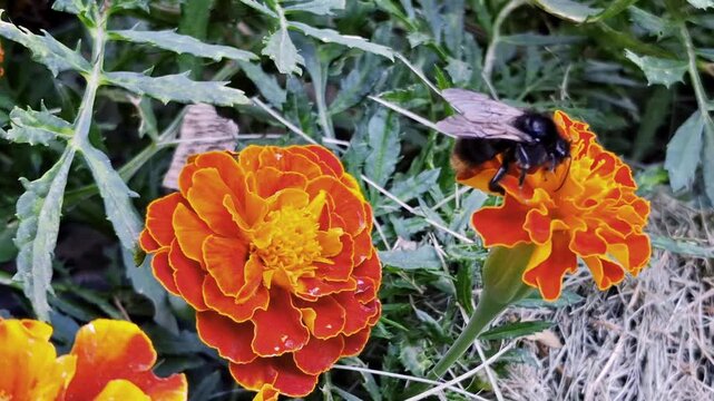 Mobile phone footage of a large black bee collecting pollen from bright marigold flowers