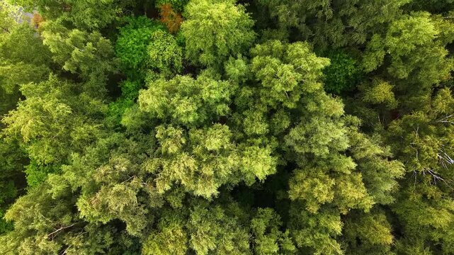 Nice dense and lush green deciduous forest in wind from up flying drone. 