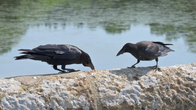 Carrion Crows (Corvus corone) adult (L) and juvenile (R) eating seeds from a stone wall by a lake. July, Kent, UK [Half speed]