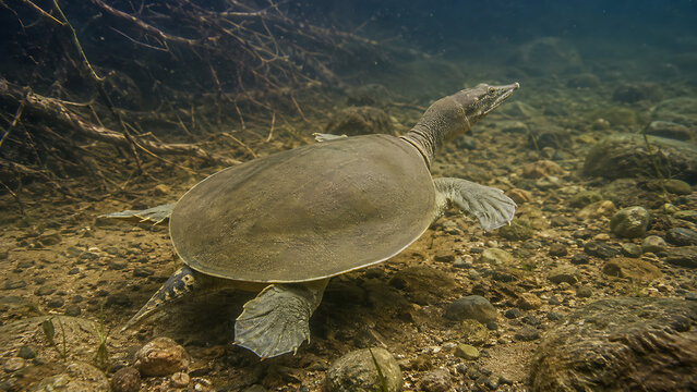 Chinese Softshell Turtle Swimming in Freshwater River