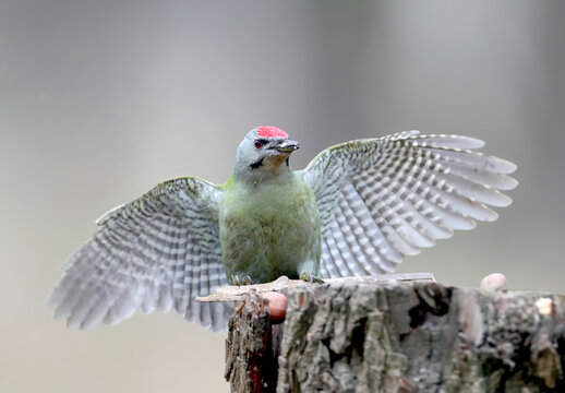 Grey-headed Woodpecker (Picus canus) Male perched on a tree stump with wings fully spread, facing front. Wild bird, ornithology, nature.