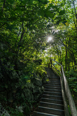 Forest Staircase Ascent © Gerhard Hafner
