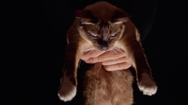 Siamese Cat Is Held Gently by a Visible Hand Against a Black Background, Close View Showing Blue Eyes, White Paws, and Pet Care