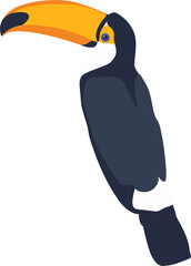 toucan on a white background © coco