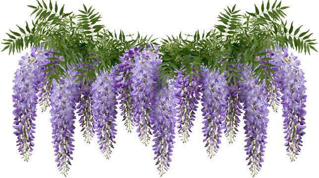 Cascading purple wisteria flowers with green leaves, isolated on transparent background