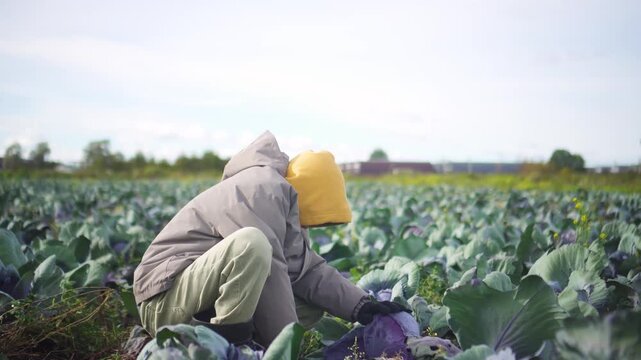 Young boy and junior farmer inspect fresh purple cabbage heads in field. Youth helps harvest crop while learning agricultural skills on rural farm. Kid helps on farm with harvesting