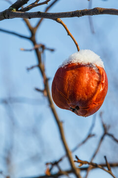 A quince fruit on a tree branch covered in snow. Unharvested fruit in the garden. Close-up of a rotten quince fruit