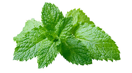 Fresh green mint leaves with serrated edges, isolated on transparent background © Finn