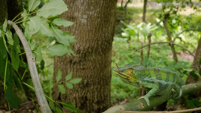 Chameleon catches insect with its tongue on a branch in a lush forest