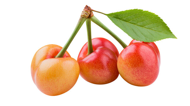 Sweet Rainier cherries with green stems and leaf, isolated on transparent background