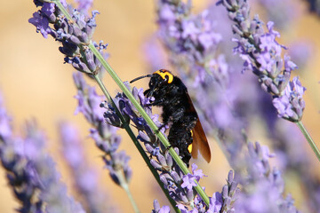 Scolie des jardins sur une fleur de lavande  © Caroline