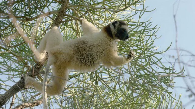 Lemur clings to tree branches in natural habitat, looking around