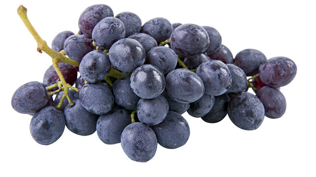 Dark purple grapes on a vine stem, isolated on transparent background