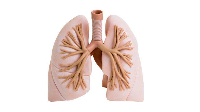 Realistic human lungs model with trachea and bronchi, isolated on transparent background